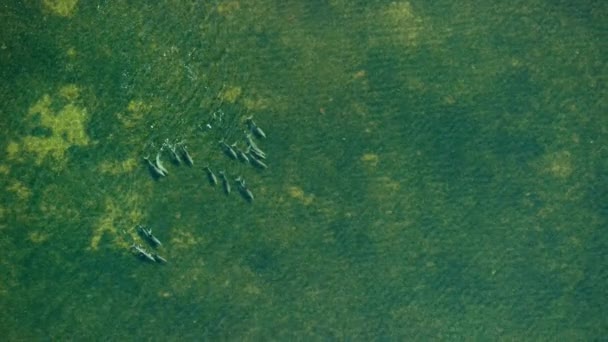 美国佛罗里达州南部Everglades国家公园中的瓶鼻海豚 Tursiops Truncatus 利用回声定位在海草中觅食 — 图库视频影像