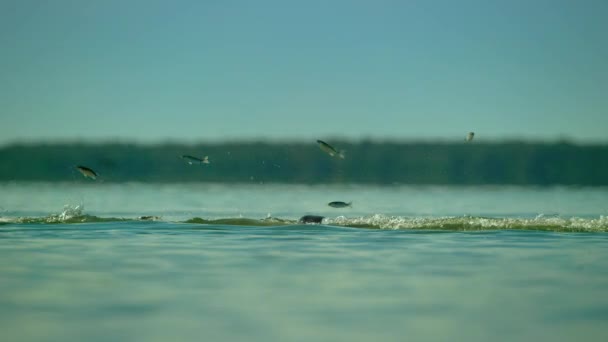 Bottlenose Dolphins Tursiops Truncatus Stirs Ring Mud Encircles Shoal Fish — Stock Video