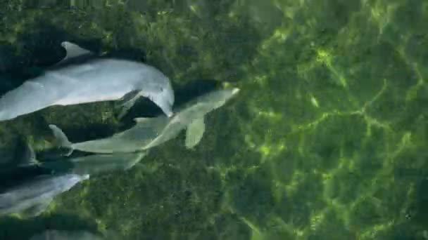 Дельфіни Tursiops Truncatus Шукають Їжу Використовуючи Ехолокацію Морській Траві Національний — стокове відео