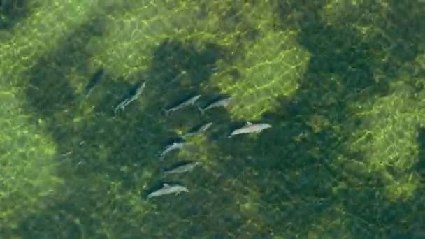 Delfines Mulares Tursiops Truncatus Buscan Comida Usando Ecolocalización Prado Marino — Vídeos de Stock