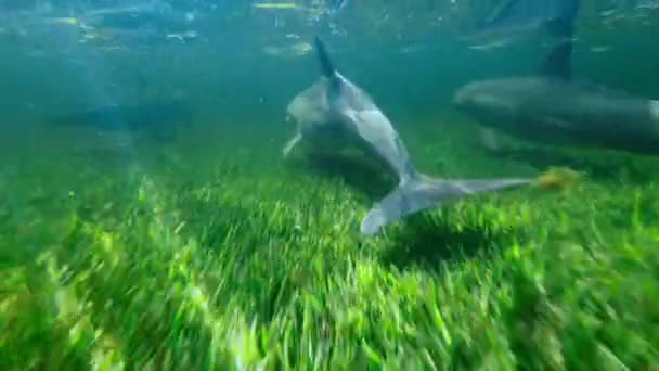 Palackozott Delfinek Tursiops Truncatus Élelmiszerkeresés Echolokációval Tengerfenéken Everglades Nemzeti Park — Stock videók