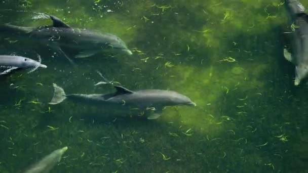 Delfines Mulares Tursiops Truncatus Buscan Comida Usando Ecolocalización Prado Marino — Vídeos de Stock