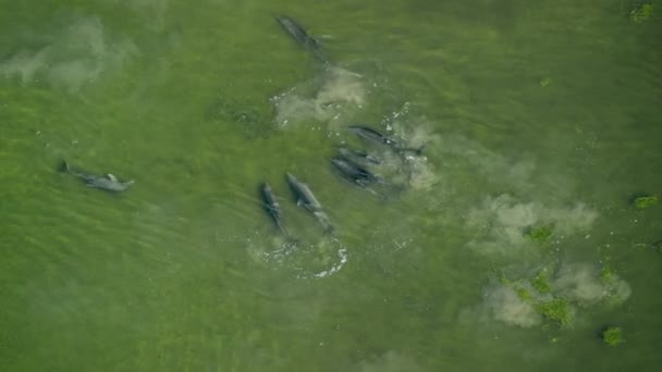 Bottlenose Dolphins Tursiops Truncatus Stirs Ring Mud Encircles Shoal Fish — Stock Video