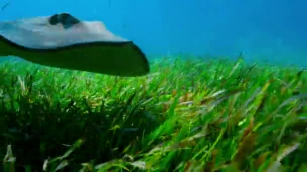 Stingrays Hypanus Americanus Poszukiwanie Zdobyczy Ukrywających Się Trawie Morskiej Everglades — Wideo stockowe