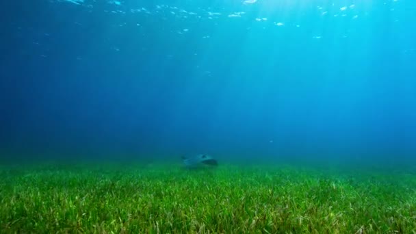 Стингрейс Stingrays Ищет Хищника Прячущегося Морской Воде Национальный Парк Эверфеддес — стоковое видео