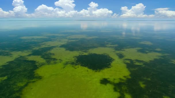 美国佛罗里达州南部埃弗格拉德国家公园浅水热带水域的海草地地毯 — 图库视频影像