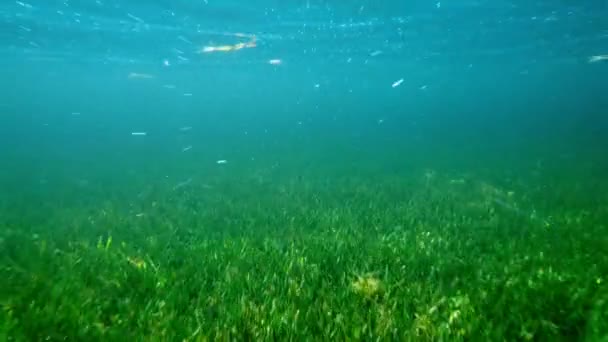 Golfinhos Garrafa Tursiops Truncatus Procuram Comida Usando Ecolocalização Mar Everglades — Vídeo de Stock