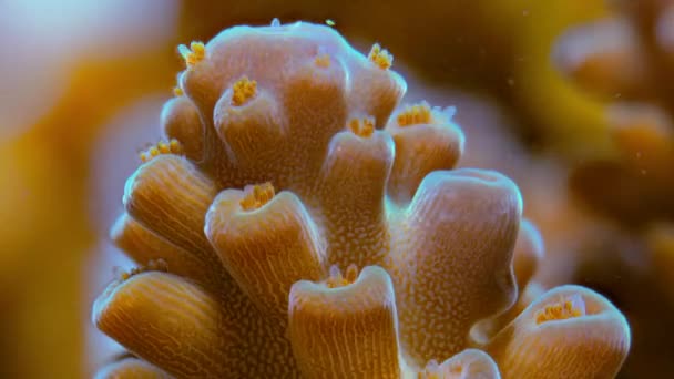 Mercanların Dokularında Yaşayan Mikroskobik Bitkilerin Zamanı Mercanlara Renk Besin Verir — Stok video