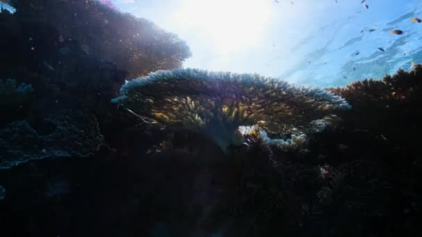 異常なほど暖かい海は 多くのサンゴ礁が白に漂白され ターンする原因となっています グレートバリアリーフ オーストラリア — ストック動画