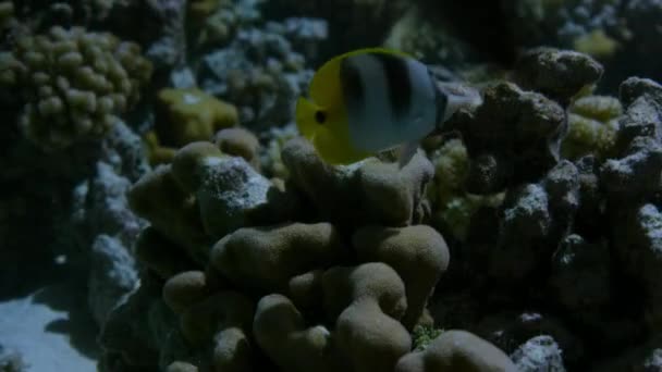 산호초 Carcharhinus Amblyrhynchos 먹이를 프랑스 폴리네시아 태평양 가운데에 매달려 — 비디오