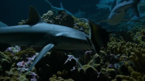 Den Grå Revhajen Carcharhinus Amblyrhynchos Hänger Det Pågående Sökandet Efter — Stockvideo