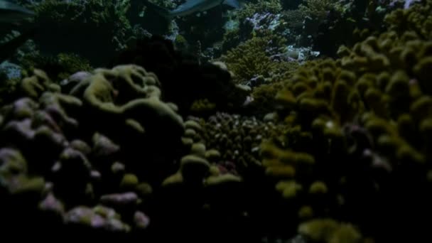 Szürke Zátonycápa Carcharhinus Amblyrhynchos Naplementekor Csendes Óceán Közepén Francia Polinéziában — Stock videók