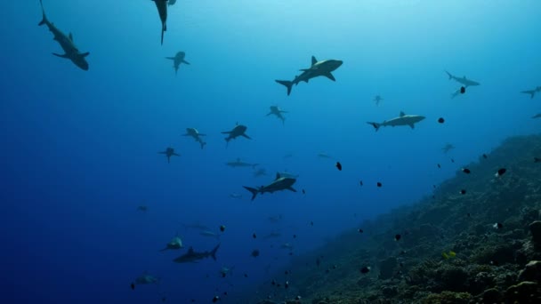 Gri Resif Köpekbalığı Carcharhinus Amblyrhynchos Akıntıda Asılı Küçük Grasse Balığının — Stok video