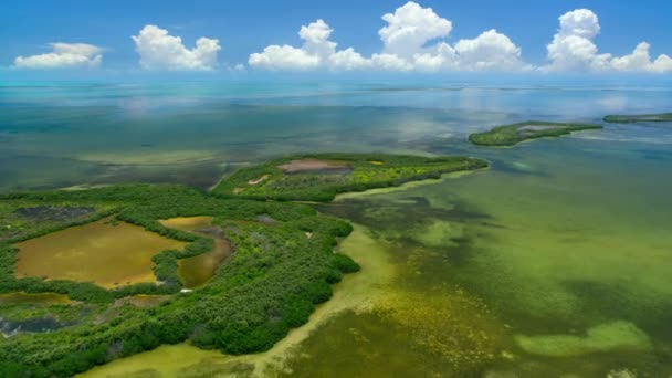 Pole Mořského Koberce Mělké Tropické Vody Národní Park Everglades Jižní — Stock video