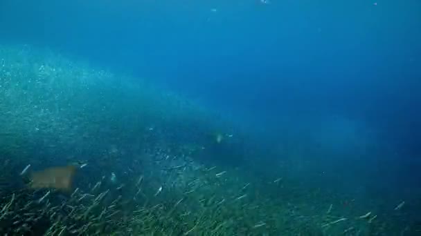 マンタレイ マンタAlfredi 浅い海でアンチョビの狩猟浅瀬 グレートバリアリーフ オーストラリア — ストック動画