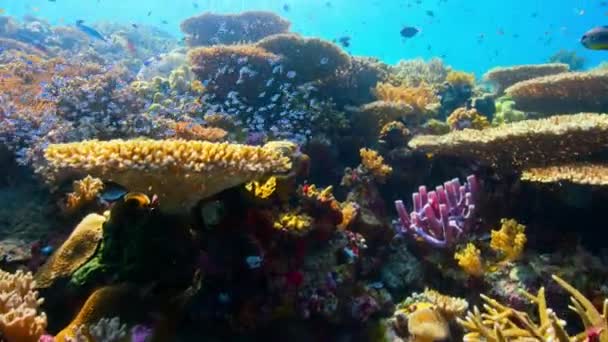 Zdrowa Rafa Koralowa Szkołą Ryb Podwodnych Życie Morskie Środku Oceanu — Wideo stockowe