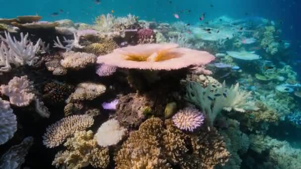 澳大利亚大堡礁 异常温暖的海洋导致许多珊瑚礁漂白变白 — 图库视频影像