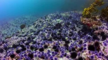 Deniz kestanelerinin (Echinometra viridis) sığ sularda deniz tabanında, Kuzey Kaliforniya kıyıları, ABD.