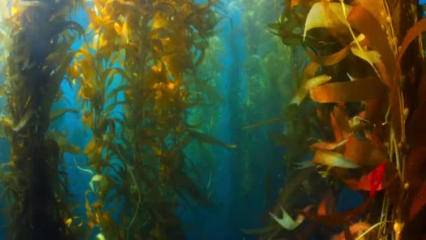 Gros Plan Fronds Golden Kelp Flottant Sur Surface Littoral Californie — Video