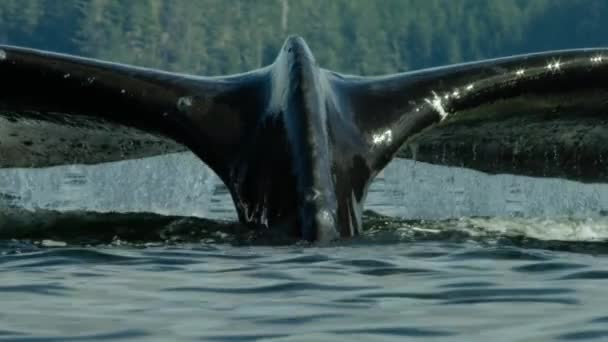 Movimento Lento Baleias Jubarte Megaptera Novaeangliae Nadando Superfície Oceano Norte — Vídeo de Stock