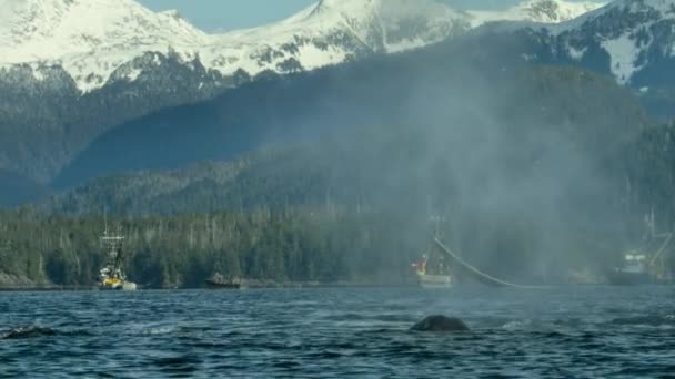 Trålarfartyg Som Hittar Sill Strömming Stilla Havet Norra Alaska — Stockvideo