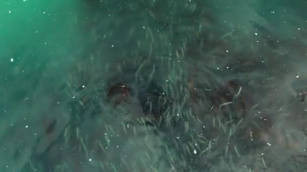 Ringa Sürüleri Sığ Yumurtalara Ulaşır Dişiler Yumurtalarını Deniz Yosunlarına Bırakır — Stok video