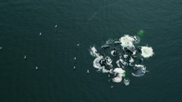 Langzame Beweging Van Bultrug Walvissen Voeden Zich Samen Met Behulp — Stockvideo