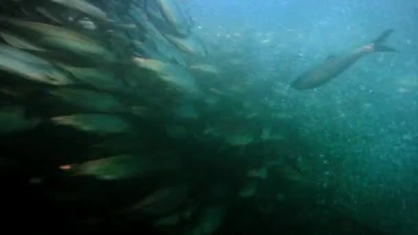 阿拉斯加北部 大片大片的鲱鱼群从水底升起来 进入较浅的水域 — 图库视频影像
