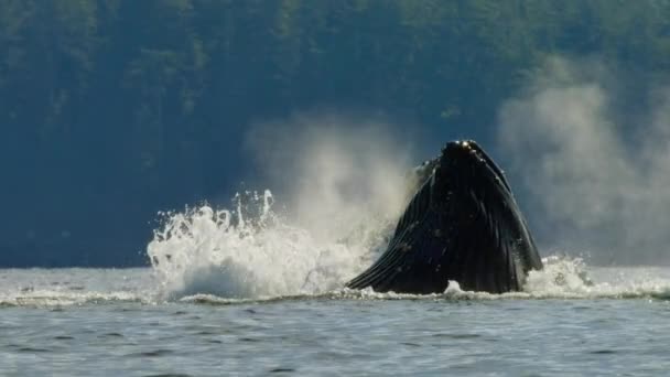 Slow Motion Humpback Whales Feed Together Using Technique Called Bubble — Stock Video
