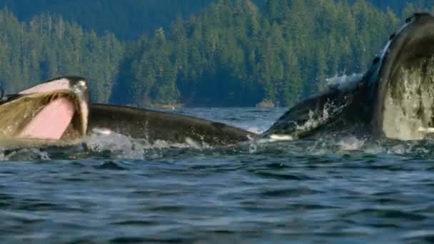 Zpomalení Pohybu Hrbatých Velryb Spolu Krmí Technikou Zvanou Krmení Bublinkovou — Stock video