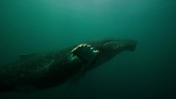 Nahaufnahme Von Buckelwalen Megaptera Novaeangliae Die Unter Wasser Schwimmen Nord — Stockvideo
