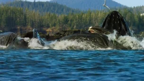 Zpomalení Pohybu Hrbatých Velryb Spolu Krmí Technikou Zvanou Krmení Bublinkovou — Stock video