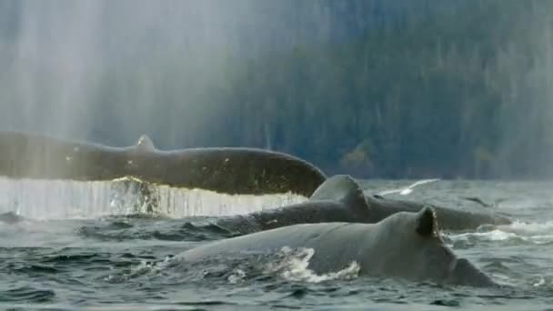 Movimento Lento Baleias Jubarte Megaptera Novaeangliae Nadando Superfície Oceano Norte — Vídeo de Stock
