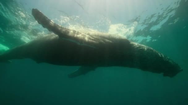 Close Baleias Jubarte Megaptera Novaeangliae Nadando Debaixo Água Norte Alasca — Vídeo de Stock
