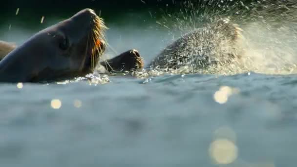 ステラー海ライオン Eumetopias Jubatus 魚をアラスカ北部の表面に追いやります — ストック動画
