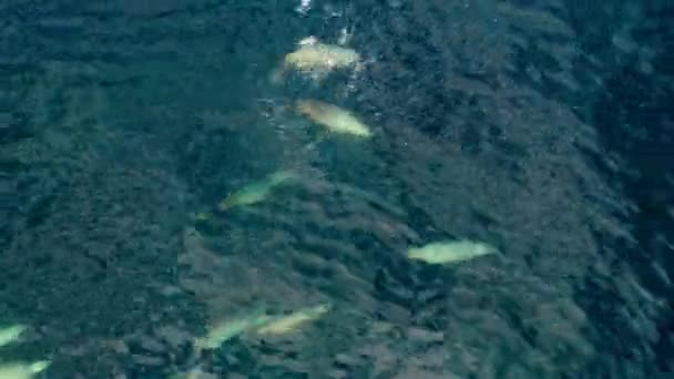 阿拉斯加北部的斯泰勒海狮 Eumetopias Jubatus 驱使鱼浮出水面 — 图库视频影像
