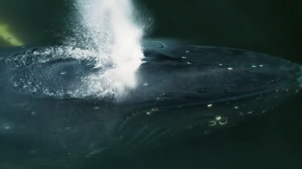 Close Baleias Jubarte Megaptera Novaeangliae Nadando Debaixo Água Norte Alasca — Vídeo de Stock