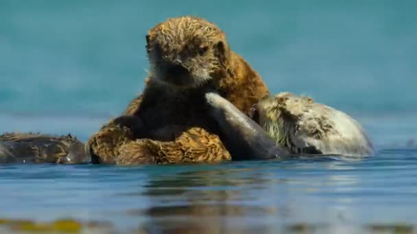 Close Sea Otter Enhydra Lutris Floating Grooming Golden Kelp Leaves — Vídeo de Stock
