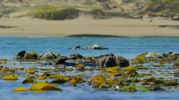 Close Sea Otter Enhydra Lutris Floating Grooming Golden Kelp Leaves — Stock Video