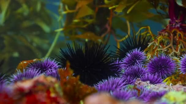 Nahaufnahme Der Seeigel Echinometra Viridis Meeresboden Flachem Wasser Küste Nordkaliforniens — Stockvideo