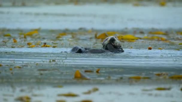 Close Sea Otter Enhydra Lutris Floating Eating Sea Urchins Surface — Vídeo de Stock