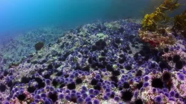 海底のウニ Echinometra Viridis の閉鎖浅い水で 北カリフォルニアの海岸線 — ストック動画