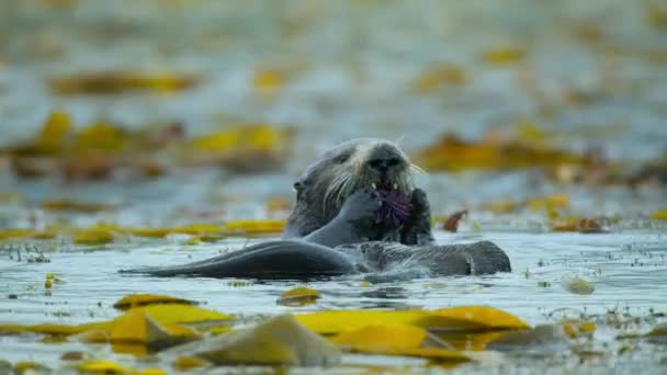 Close Sea Otter Enhydra Lutris Floating Eating Sea Urchins Surface — Vídeo de Stock