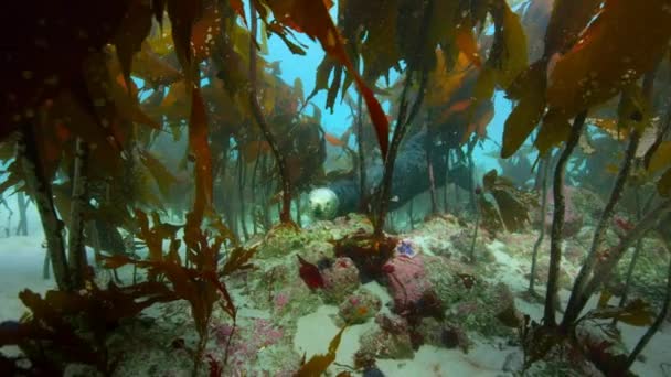 Zeeotter Enhydra Lutris Zwemmen Door Bladeren Van Gouden Kelp Onderzee — Stockvideo
