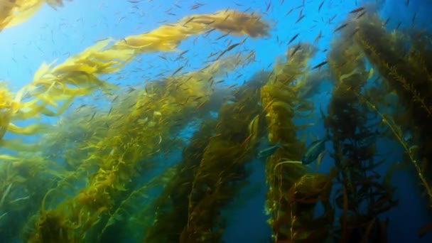 接近漂浮在美国北加州海岸线表面的金黄色海带 — 图库视频影像
