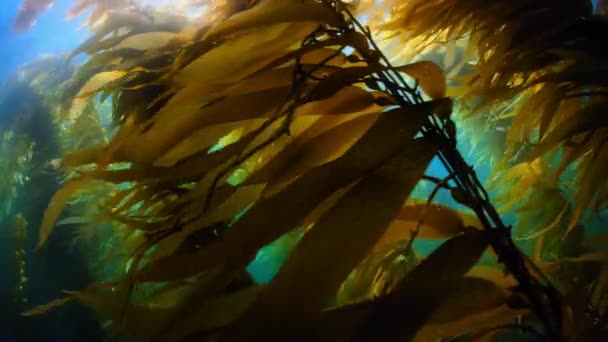 Närbild Fronds Golden Kelp Flyter Ytan Kust Norra Kalifornien Usa — Stockvideo