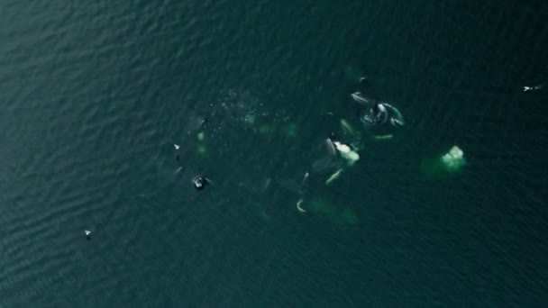 Медленное Движение Горбатых Китов Кормят Вместе Помощью Технологии Называемой Кормление — стоковое видео