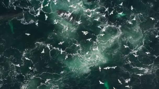 孤独な獲物が北アラスカを罠にかけるためのグループとして一緒に来る バブルネット給餌 と呼ばれる技術を使用して一緒にザトウクジラの餌の遅い動き — ストック動画