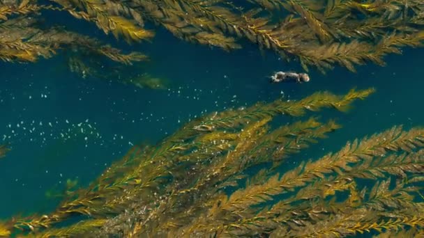 黄金の昆布の葉 北カリフォルニアの海岸線 米国の海岸線に浮かんで身づくろいの海カワウソ Enhyra Lutis のクローズアップ — ストック動画