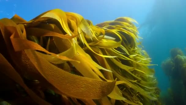 Nahaufnahme Von Der Oberfläche Schwimmenden Wedeln Aus Goldenem Seetang Küste — Stockvideo
